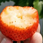 日研農園 - 白くて甘い果肉