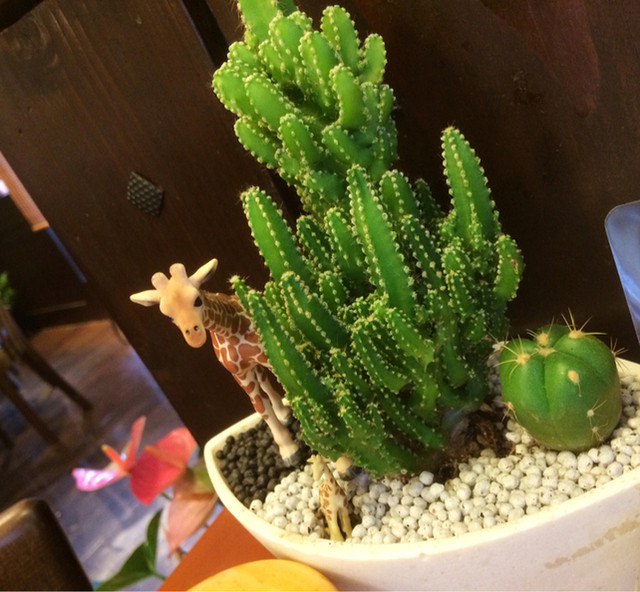 Sumibi Baisen Coffee Kirin Coffee Toyosaka Ten photo 4