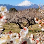 うなぎ亭 友栄 - 富士山