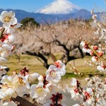 うなぎ亭 友栄 - 梅