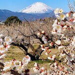 うなぎ亭 友栄 - 満開2/25