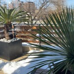 蘇TETSU - バルコニーにソテツ