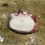 神田錦町 鮨たか晴 - 蛸（淡路島）