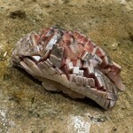 神田錦町 鮨たか晴 - 鰯