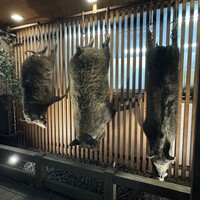ももんじや - 猪の剥製