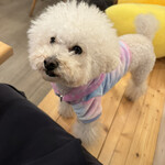 サッカバッカ - ふわふわ