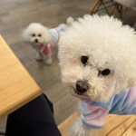 サッカバッカ - プアちゃん（手前）ヘイヘイちゃん（奥）