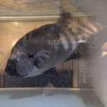 天史朗鮨 - 水槽の石鯛