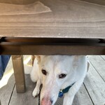 あひる菓子店 - テーブルの下が定位置