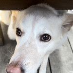 あひる菓子店 - いい子で待ってる♡