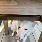 あひる菓子店 - 定位置でおやつを待っています