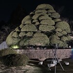 まきのきてい - 