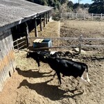 高秀牧場 ミルク工房 - 子牛さんたち、ちょこまか動いていて可愛いこと♡