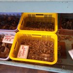 平野鮮魚 - 水槽①