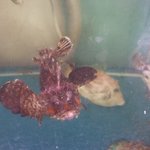 平野鮮魚 - 水槽③オコゼ