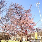 やぶ善 - 斜向かいの小路を入ると、すぐ左にある区立"さくら公園"では、"河津桜"が開いています。