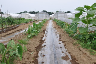 Bisutoro Rakudaya - キャメル農園の無農薬野菜