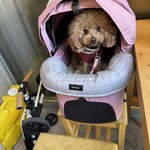 大衆食堂みゆき - 小さい方のエアバギーで