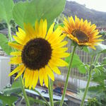 みんなのコーヒー - 花によって色合いが違います。