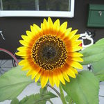 みんなのコーヒー - グラデーションのある花びらのひまわりが咲いてます。