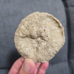 いよてつショップ - 見た目からじゃこ天