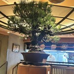 銀座ろくさん亭 - 目の前に圧巻の盆栽