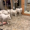 Samoyed Cafe moffu 竹下通り店