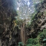 ガンガラーの谷　ケイブカフェ - 