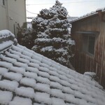 288004751 - 朝起きて、ちょつとビックリ！