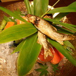 しのはら - 岐阜産鮎