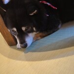 鎌倉乃豆柴カフェ - 