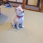 鎌倉乃豆柴カフェ - 