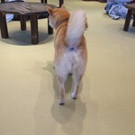 鎌倉乃豆柴カフェ - 