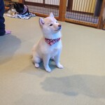 鎌倉乃豆柴カフェ - 