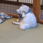 鎌倉乃豆柴カフェ - 