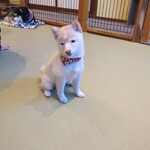 鎌倉乃豆柴カフェ - 