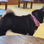 鎌倉乃豆柴カフェ - 