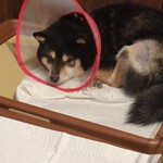 鎌倉乃豆柴カフェ - 