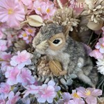 Little Bear Meister - 