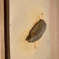 鮨なかむら - 