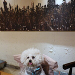 PACE - 手作りワン用シート・カバー