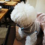 PACE - カウンターが気になります