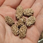 二木の菓子 ビック館 - 