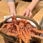 温石 - アカザエビ