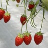 Sugar Berry 杉戸いちご農園