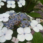 はぐるま - アマチャ（甘茶）の花。梅雨の時期によく見る。若葉は甘み成分を含み、お茶に出来る。