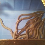 鰻割烹 心艶 - 【再】生け簀のうなぎ。釣ったらあかんよ。。。