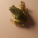 ダバ インディア - (2014/7/8)帰宅すると蛙がお出迎え