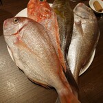 麹町ビストロ 階段の途中 - 魚を選べる(鯛、イトヨリ、オニカサゴ、イシダイ)