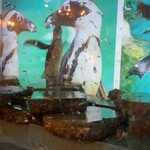 ペンギンのいるダイニングバー沖縄 - 